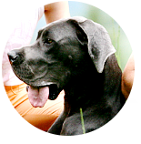 Hunde OP Versicherung