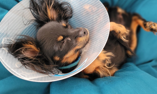Hündin nach Operation – Beispiel für hohe Tierarztkosten und Hundekrankenversicherung