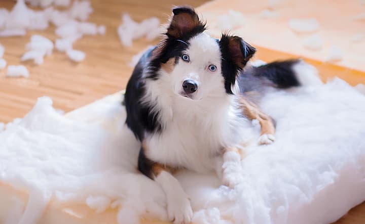 Tierversicherung Hundehaftpflichtversicherung