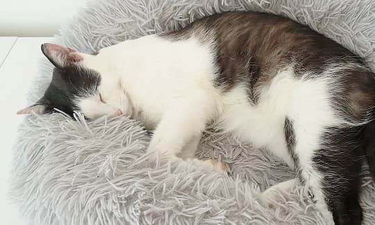 Katzen OP Versicherung Zahn OP Kosten